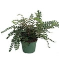 thumbnail image 1 of Button Fern - Pellaea rotundifolia - Unusual House Plant - 6" Pot, 1 of 2