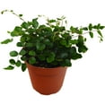 thumbnail image 1 of Button Fern, 1 of 1