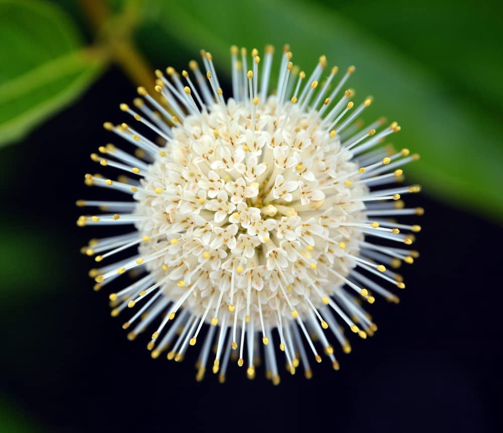 Buttonbush Seeds for Planting - 100 Seeds - Cephalanthus occidentalis ...