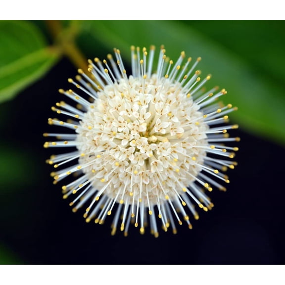 Buttonbush Seeds for Planting - 100 Seeds - Cephalanthus occidentalis