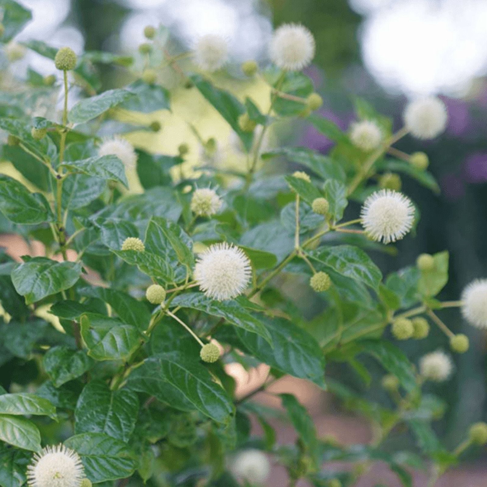 Buttonbush Tree Live, Dormant Tree, ButtonBush Plant from 6 Inches ...