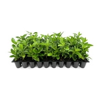 Buttonwood | 1 Live Plants | Conocarpus Erectus | Live Coastal Tree | Evergreen Foliage | Fast Growing Shade Plant | Drought Tolerant | Ideal for Landscaping | Outdoor Ornamental