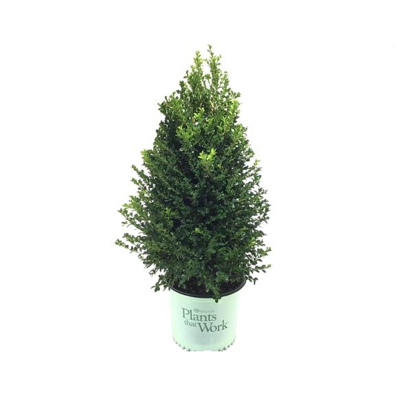 Buxus Cranberry Creek  3-Gallon Live Boxwood Shrub  Dense, Compact Evergreen for Hedges & Foundation Plantings