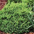 thumbnail image 1 of Buxus-North-Star - 8" Jumbo Pot (Shrub), 1 of 1