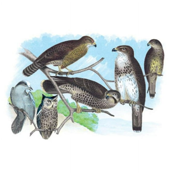 Buy Enlarge 0-587-03814-4P12x18 Owls Buzzards and Peregrine Falcon- Paper Size P12x18