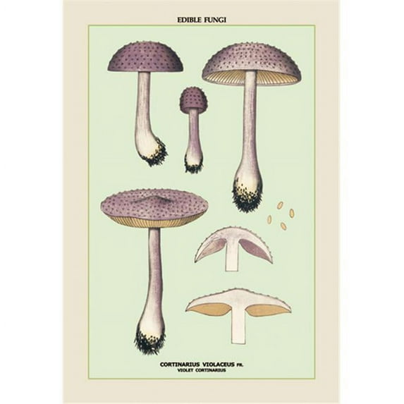 Buy Enlarge 0-587-04898-0P20x30 Edible Fungi- Violet Cortinarius- Paper Size P20x30