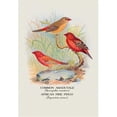 thumbnail image 1 of Buy Enlarge 0-587-05220-1P20x30 Common Amaduvale; American Fire Finch- Paper Size P20x30, 1 of 1