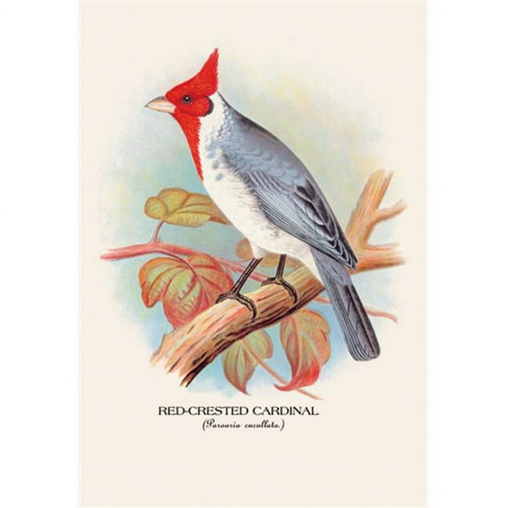 Buy Enlarge 0-587-05235-xP12x18 Red-Crested Cardinal- Paper Size P12x18