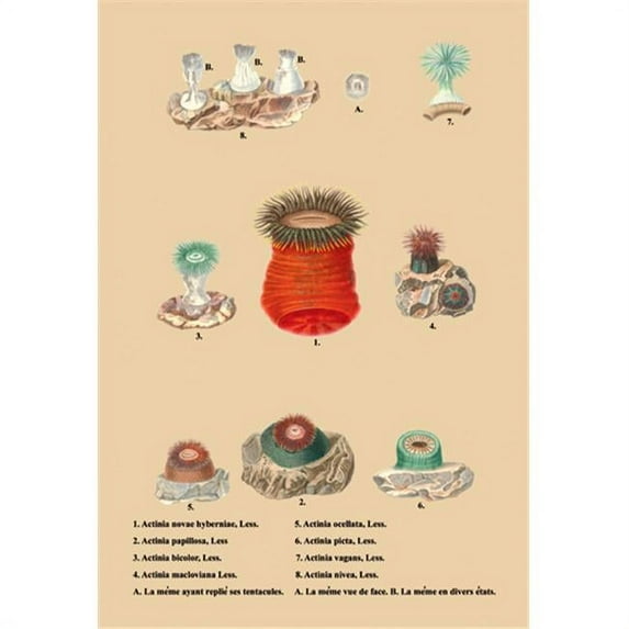 Buy Enlarge 0-587-05558-8P20x30 Actinia Novae Hybernine Less et al. - Paper Size P20x30