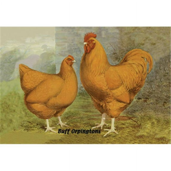 Buy Enlarge 0-587-05629-0P12x18 Buff Orpingtons- Paper Size P12x18