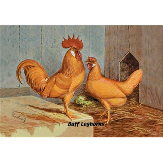 Buy Enlarge 0-587-05645-2P20x30 Buff Leghorns- Paper Size P20x30