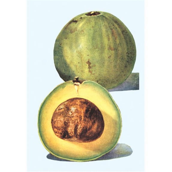 Buy Enlarge 0-587-08634-3P20x30 Avocado- Paper Size P20x30