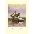 thumbnail image 1 of Buy Enlarge 0-587-08888-5P20x30 Stellars and Spectacled Eiders- Paper Size P20x30, 1 of 1