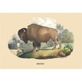 thumbnail image 1 of Buy Enlarge 0-587-08914-8P12x18 Bizon - Bison- Paper Size P12x18, 1 of 1