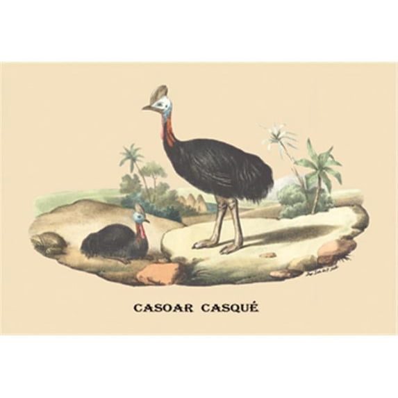 Buy Enlarge 0-587-08921-0P20x30 Casoar Casque - Cassowary- Paper Size P20x30