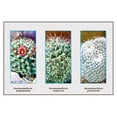 thumbnail image 1 of Buy Enlarge 0-587-10015-xP20x30 Neomammillaria Magnimamma- Paper Size P20x30, 1 of 1
