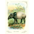 thumbnail image 1 of Buy Enlarge 0-587-11199-2P20x30 Tapir- Paper Size P20x30, 1 of 1