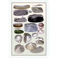 thumbnail image 1 of Buy Enlarge 0-587-11711-7P12x18 Shells- Dimyaria no. 2- Paper Size P12x18, 1 of 1