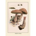thumbnail image 1 of Buy Enlarge 0-587-12249-8P20x30 Boletus Edulis- Paper Size P20x30, 1 of 1