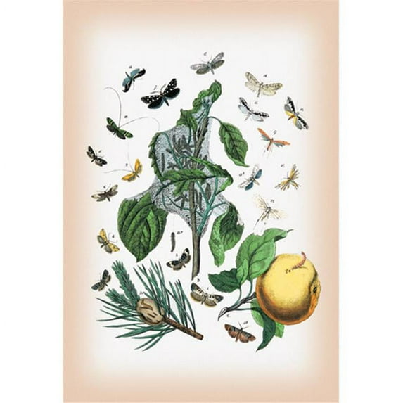 Buy Enlarge 0-587-12575-6P12x18 Moths- Tineae Tapetzella Carpocapsa Pomonella et al. - Paper Size P12x18
