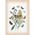 thumbnail image 1 of Buy Enlarge 0-587-12581-0P20x30 Moths- Pericyma Albidentaria  Spintherops Spectrum  et al. - Paper Size P20x30, 1 of 1