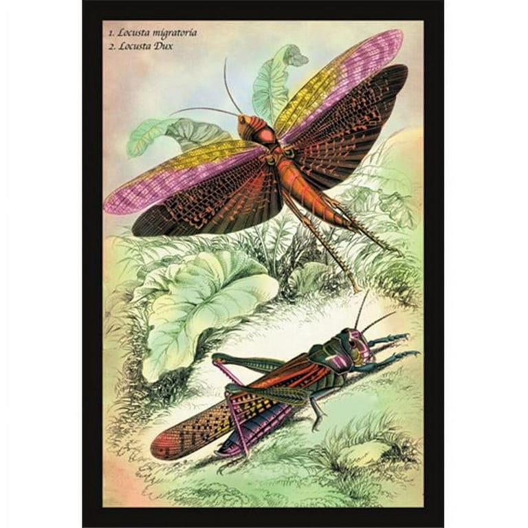 Buy Enlarge 0-587-15091-2P20x30 Insects- Locusta Migratoria and