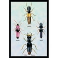 thumbnail image 1 of Buy Enlarge 0-587-15376-8P12x18 Beetles from Britain  Brazil  and North America no. 1- Paper Size P12x18, 1 of 1