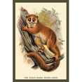 thumbnail image 1 of Buy Enlarge 0-587-15619-8P12x18 Black-Eared Mouse Lemur- Paper Size P12x18, 1 of 1