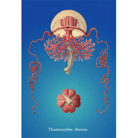 Buy Enlarge 0-587-16998-2P20x30 Jellyfish- Thamnostylus Dinema- Paper Size P20x30