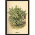 thumbnail image 1 of Buy Enlarge 0-587-17601-6P20x30 The Plum- Paper Size P20x30, 1 of 1