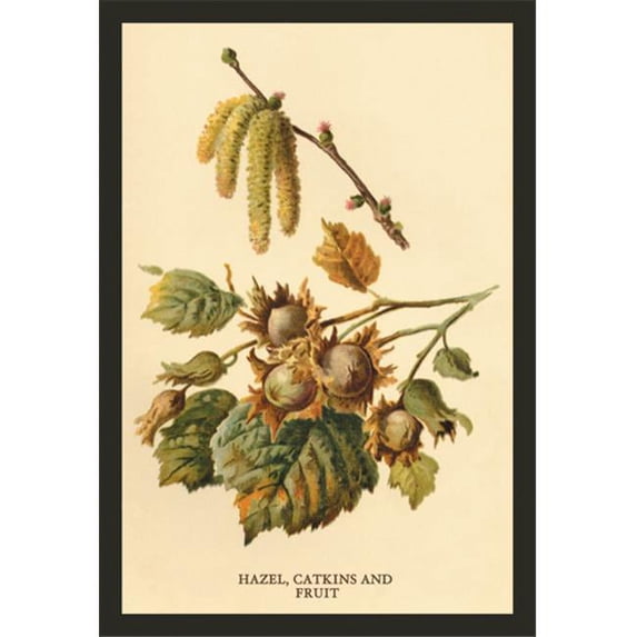 Buy Enlarge 0-587-17612-1P12x18 Hazel Catkins and Fruit- Paper Size P12x18
