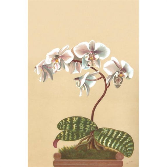 Buy Enlarge 0-587-26907-3P12x18 Phalenopsis Schilleriana- Paper Size P12x18