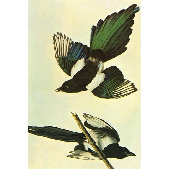 Buy Enlarge 0-587-53564-LP20x30 Mallard- Paper Size P20x30
