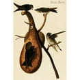 thumbnail image 1 of Buy Enlarge 0-587-64650-LP12x18 Purple Martin- Paper Size P12x18, 1 of 1