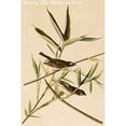 thumbnail image 1 of Buy Enlarge 0-587-64659-LP20x30 Solitary Fly Catcher or Vireo- Paper Size P20x30, 1 of 1