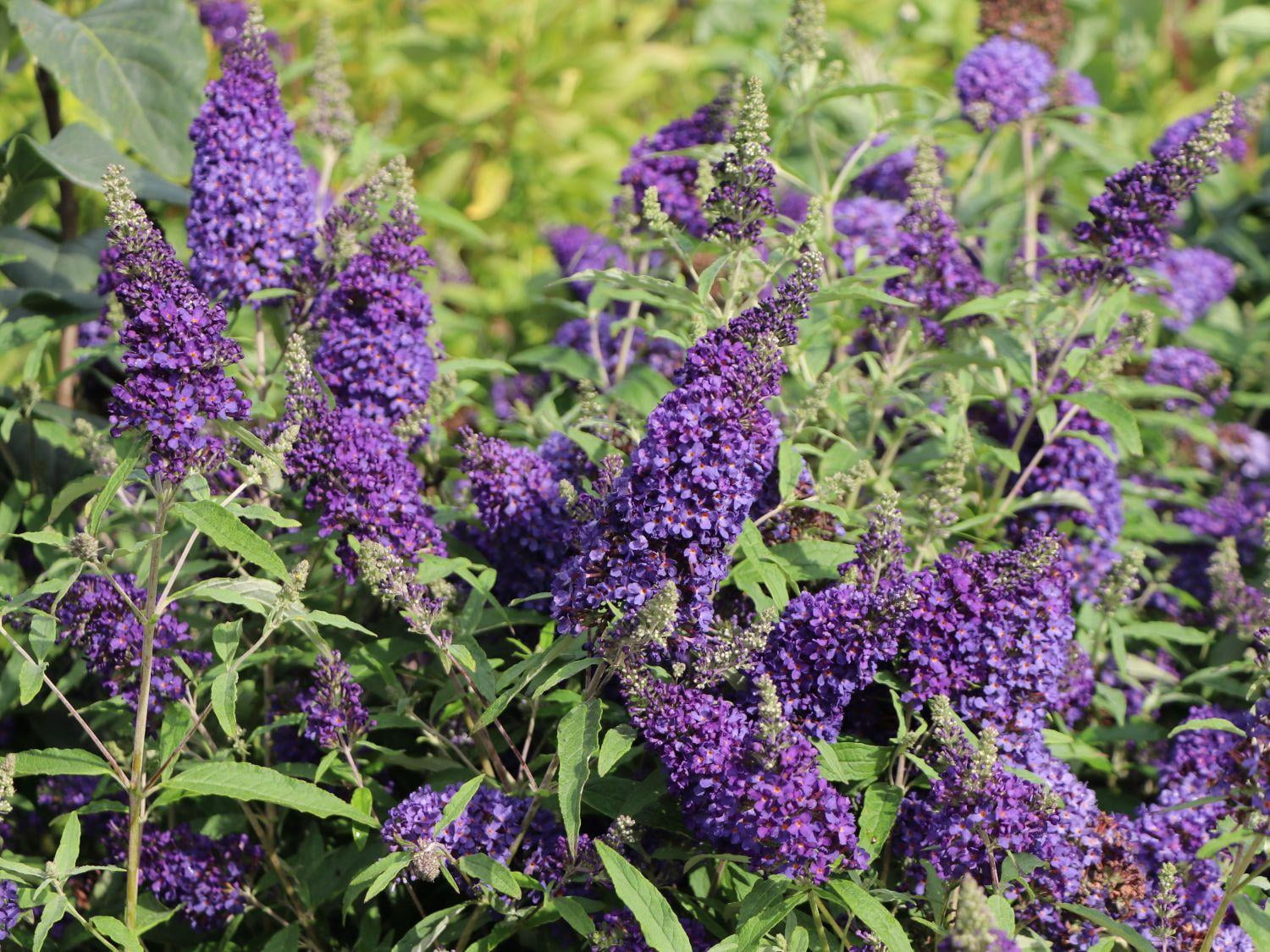 Buddleia davidii 'Buzz Midnight'–Compact Butterfly Bush–Attracts ...