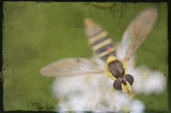 Buzz Off Canvas Art - Roberta Murray (12 x 18)