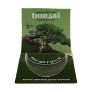 Buzzy Bonsai Austrian Black Pine Tree Grow Kit Green Mini Ceramic Pot