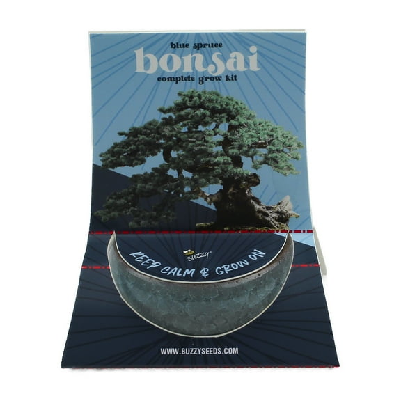 Buzzy Bonsai Blue Spruce Tree Grow Kit with Crackle Ceramic Pot Item 97713