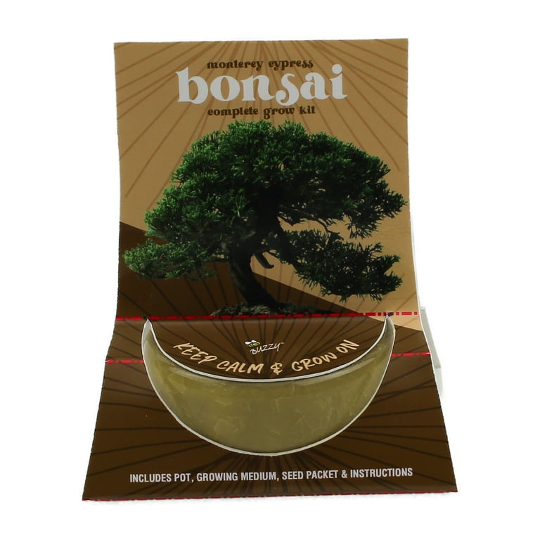 Buzzy Bonsai Monterey Cypress Tree Grow Kit with Crackle Ceramic Pot Item 97714