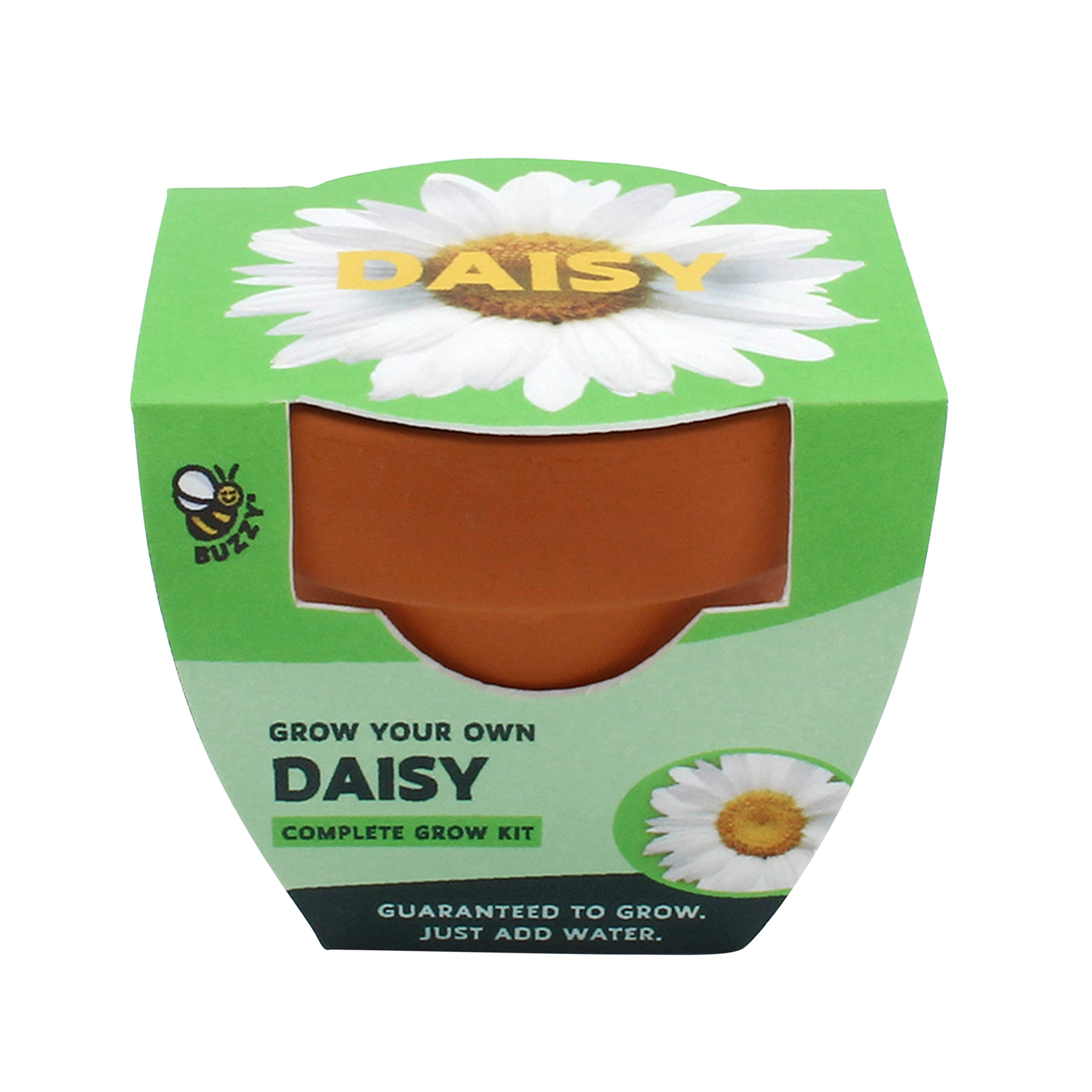 Buzzy Daisy Flower Grow Kit Mini Terracotta Pot Item 97716
