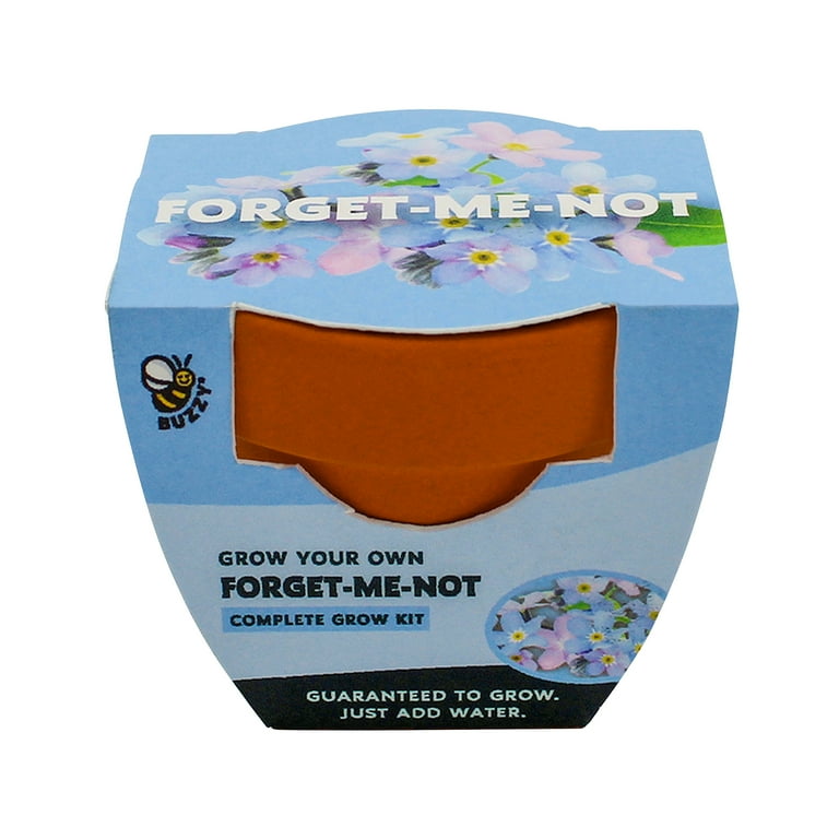 Buzzy Forget Me Not Flower Grow Kit with Mini Terra Cotta Pot