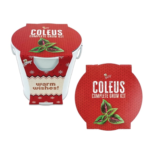 Buzzy Seeds Holiday Pail Coleus Seed Germination Kit for Indoor Gardening