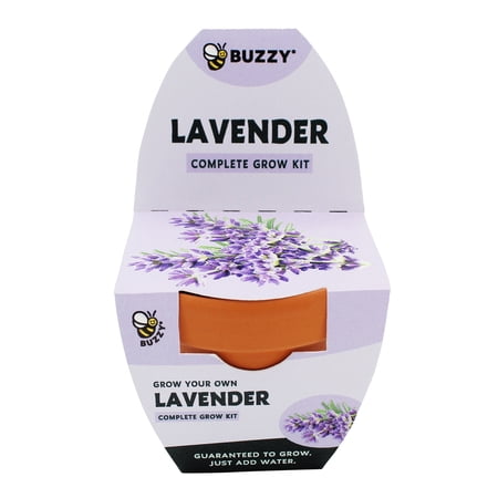 Buzzy Lavender Herb Terra Cotta Grow Kit