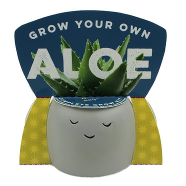 Buzzy Peaceful Aloe Succulent Ceramic Grow Kit