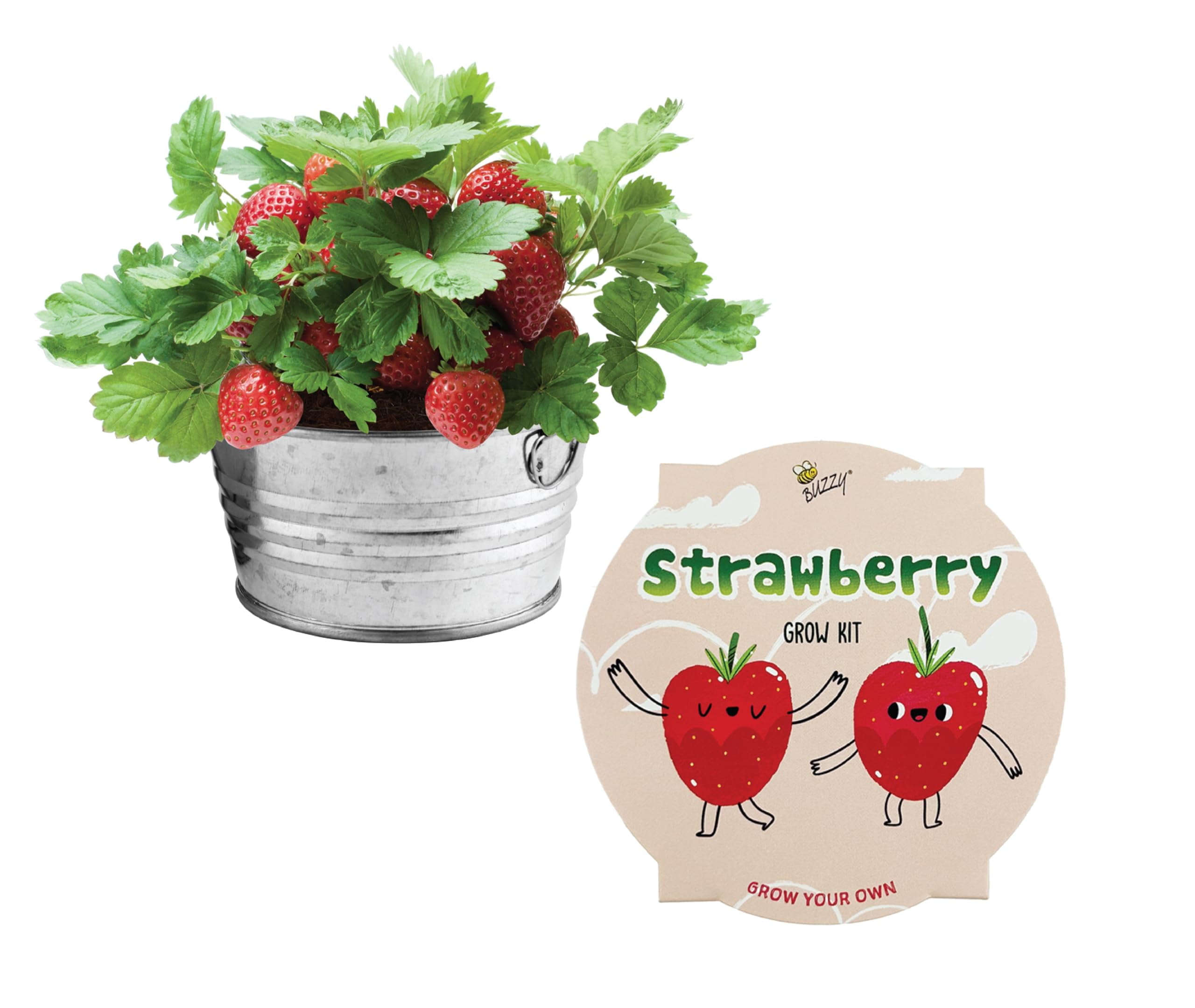 Buzzy Seeds Kids Mini DHF10 Basin Seed Grow Kit, Strawberry, Kids ...