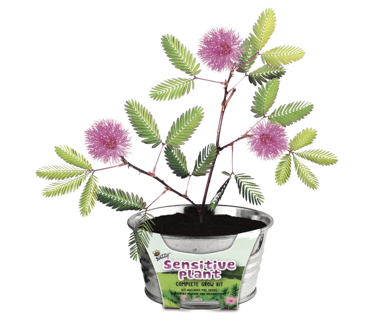 Buzzy Seeds Kids’ Mini OIF8 Basin Seed Grow Kit Plant, Flower Starter