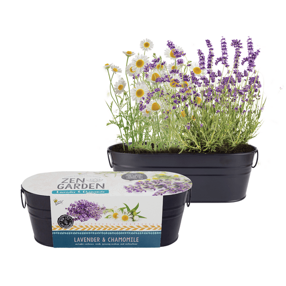 Buzzy Seeds Zen Herb Garden Lavender & Chamomile Indoor Starter Kit for Small Spaces