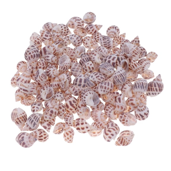 Bvdfgk 500g Mixed Sea Beach Shells Craft Seashells Aquarium Fish Tank Decor #2 500g