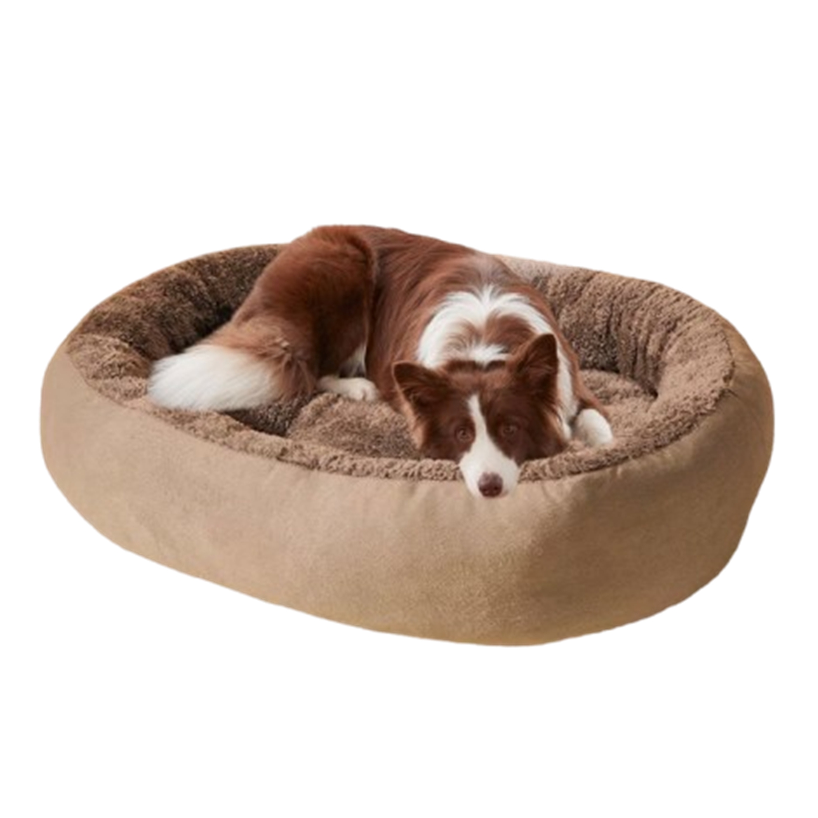 Stunning Can Dogs Choke On Crumbled Fabric From Pet Beds image